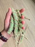 Smudge Sticks